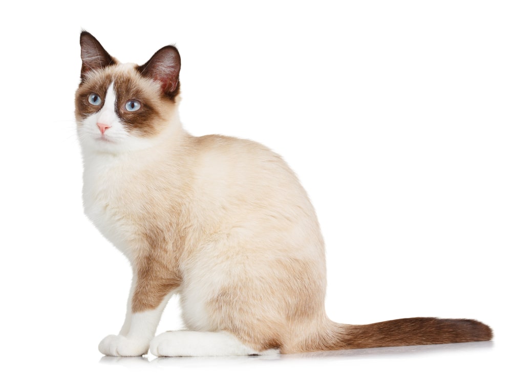 Найздоровіші породи кішок: сноу-шу