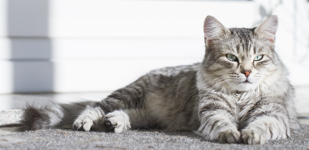 Найздоровіші породи кішок: сибірська кішка