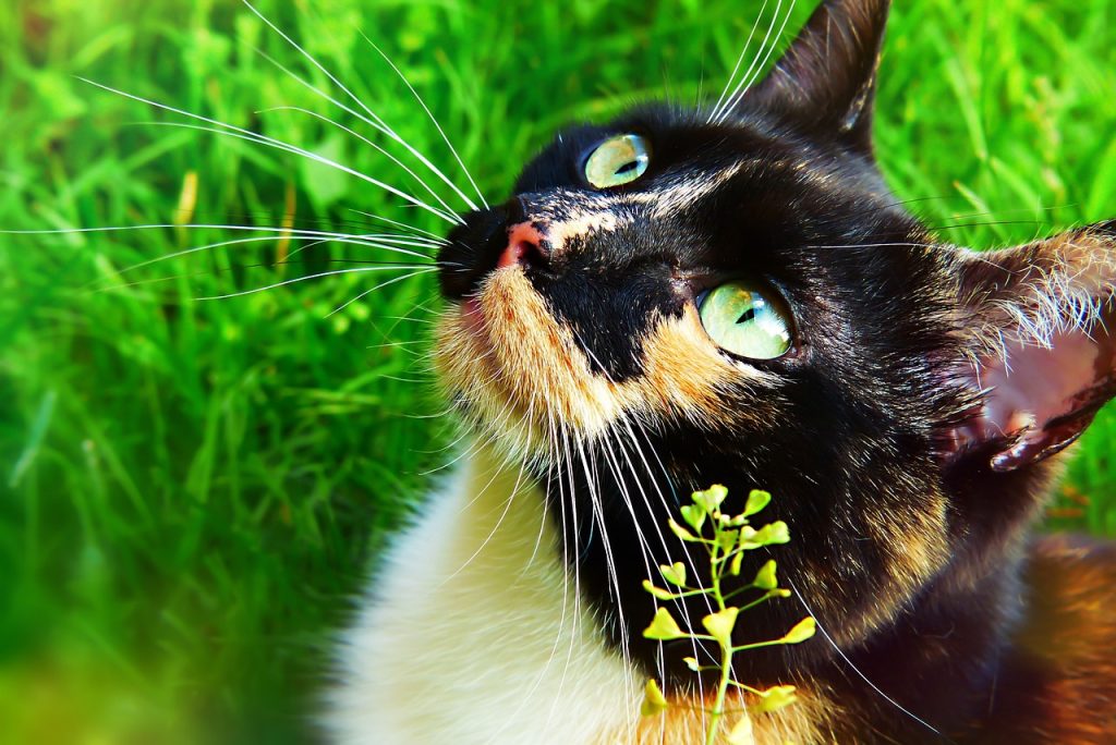 Найздоровіші породи кішок та котів.