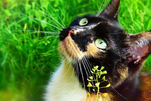 Найздоровіші породи кішок та котів.