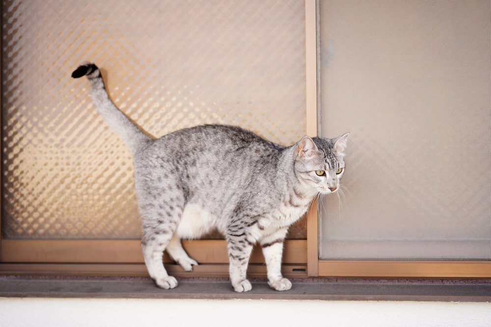 Найздоровіші породи кішок: єгипетська мау