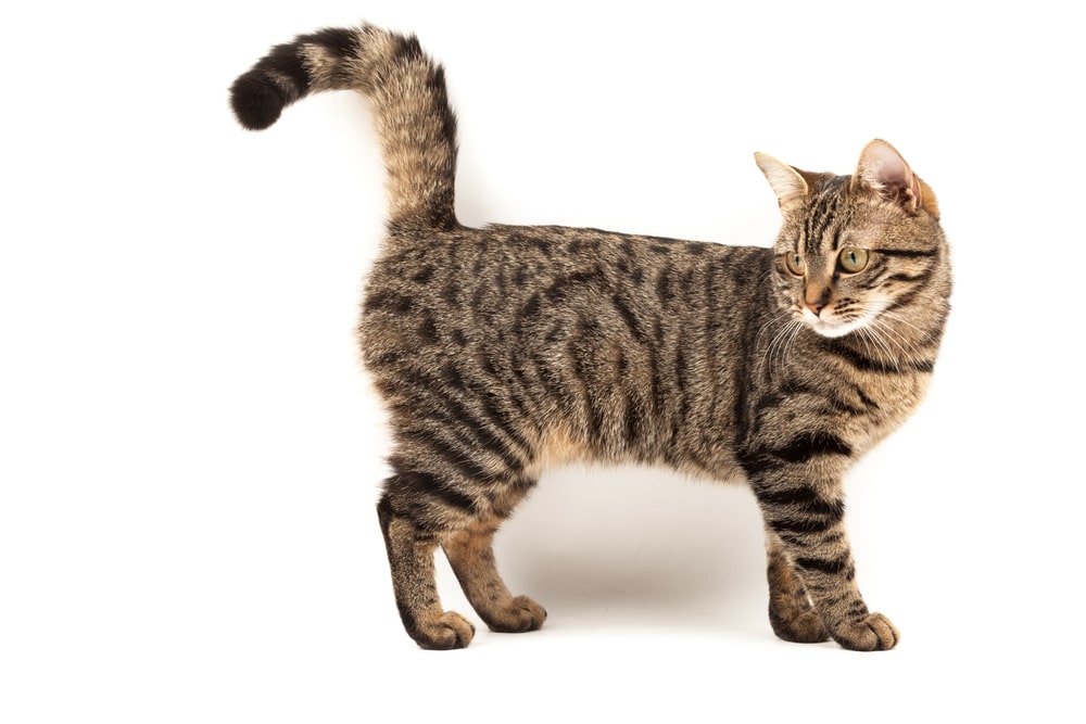 Найздоровіші породи кішок: європейська короткошерста