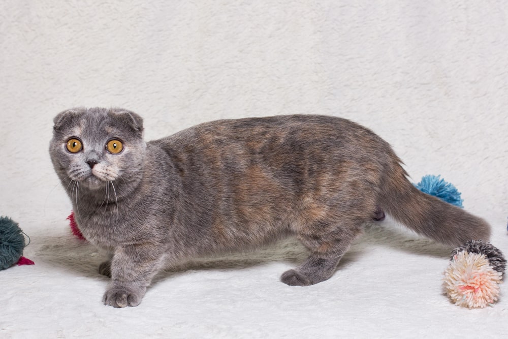 Породи кішок з короткими лапками: манчкін-фолд