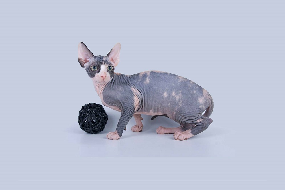 Породи кішок з короткими лапками: мінскін