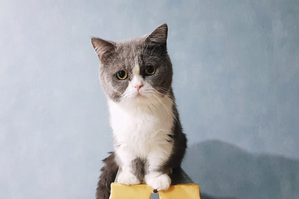 Породи котів із короткими лапками: китайський танк