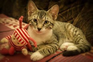 Правильне виховання кошеня: найважливіші навички та правила.