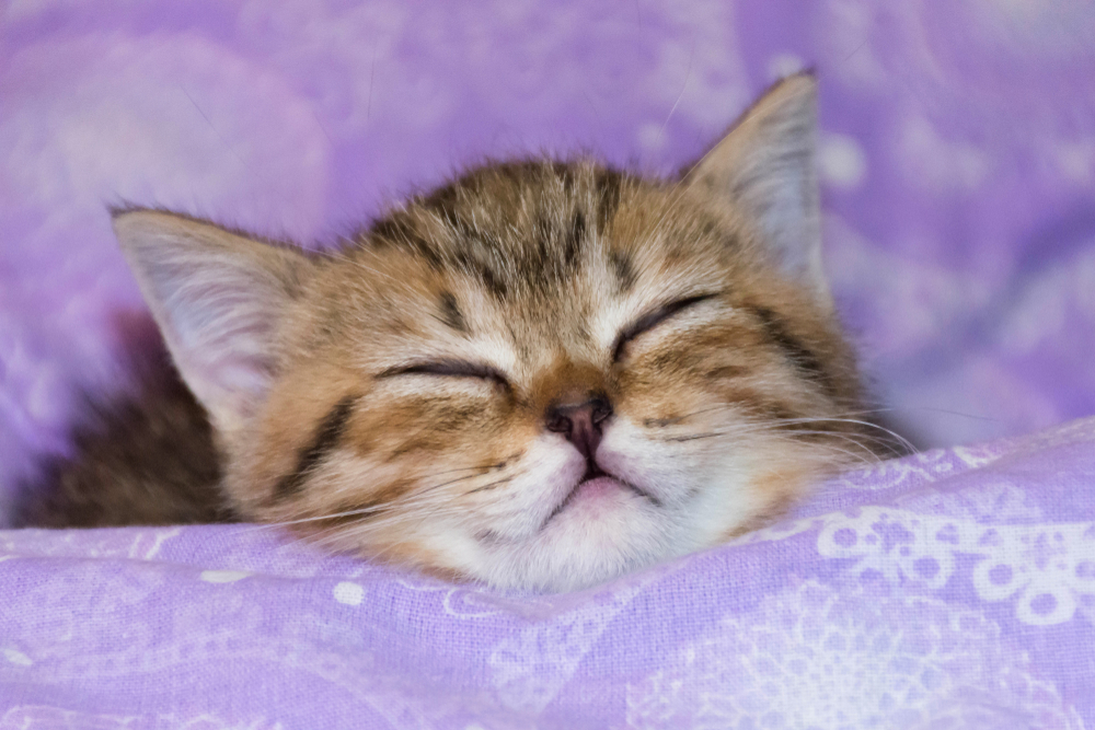 Профілактика сльозотечі у кошенят