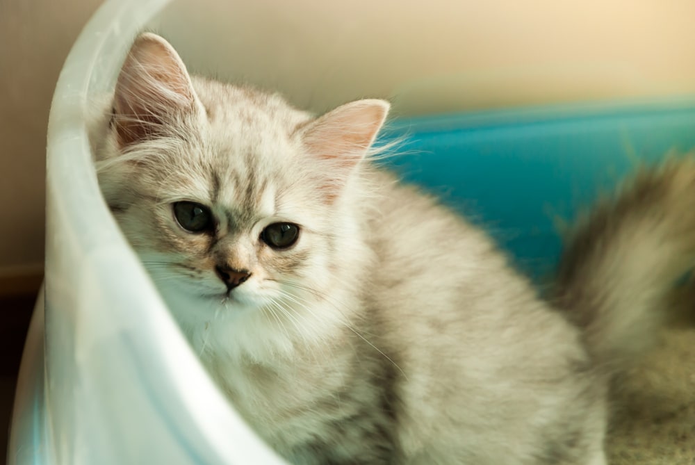 Причини закрепу / запору у кошенят