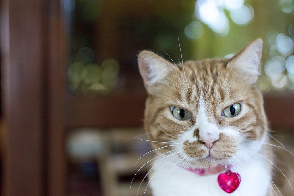 Пульс у кішки / кота: норма та можливі відхилення.