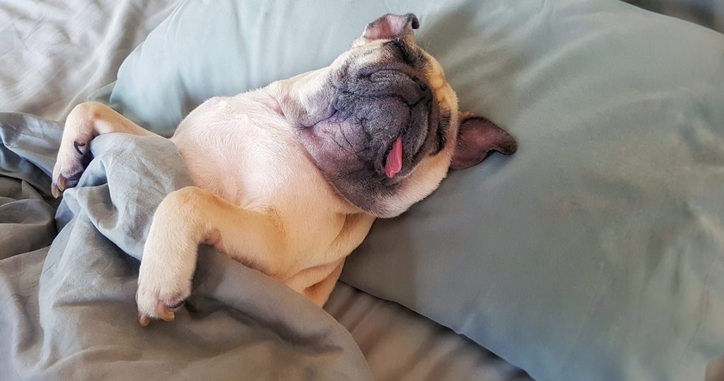 Солодкий сон — язик геть