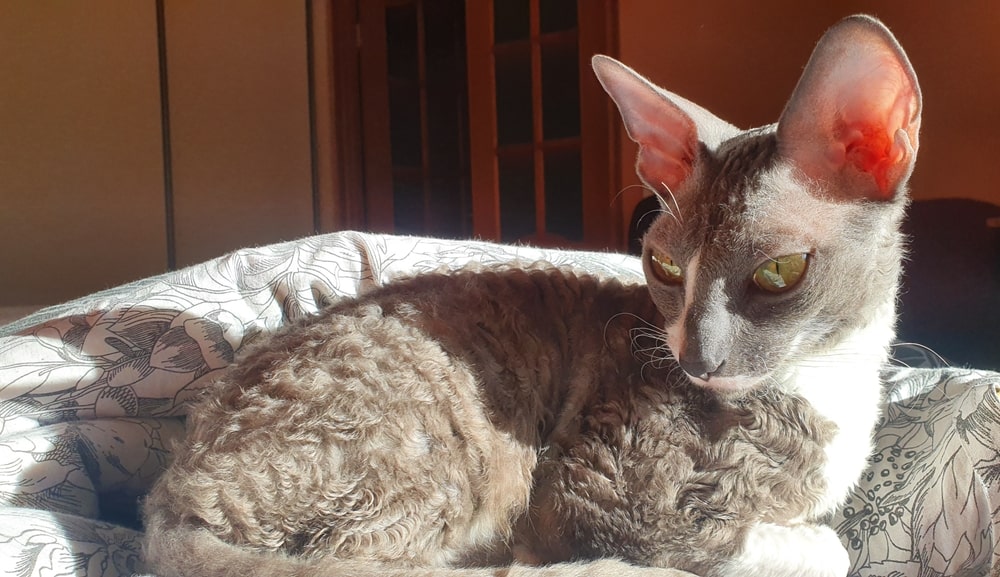 Визначення породи кішок з кучерявою шерстю