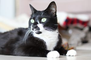 Як дізнатися породу кішки: 5 способів.