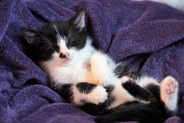 Як допомогти кошеняті заснути вночі