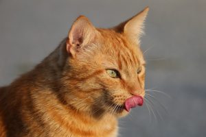 Як кішки та коти відчувають різні смаки?