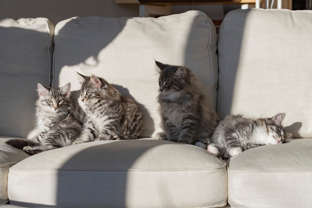 Як прилаштувати кошеня у котокафе?