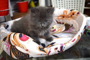 Як привчити кошеня до лежанки?