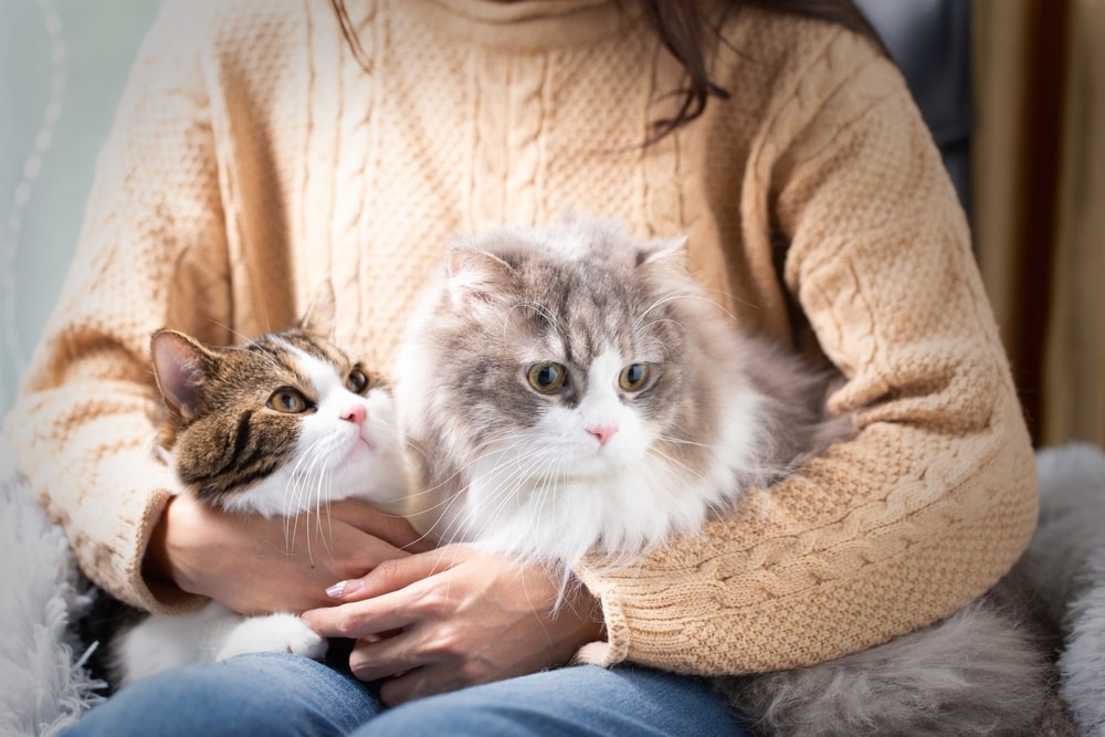 Як віддати кошеня іншому господареві через Інтернет?