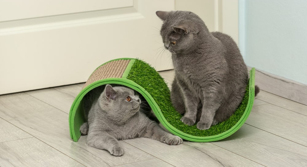 Як визначити, яка кігтеточка буде краще для кішки