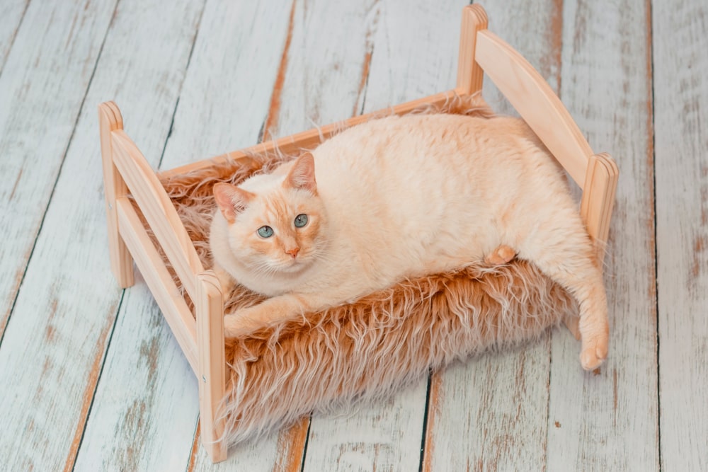 Яку лежанку вибрати для кошеня?