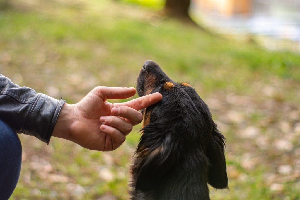 Що робити, якщо зник корм для тварин з магазинів?