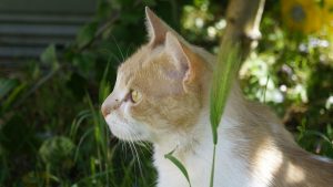 Сказ у кішок і котів.