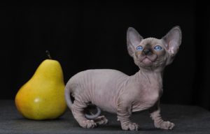 ТОП 10 мініатюрних порід кішок.