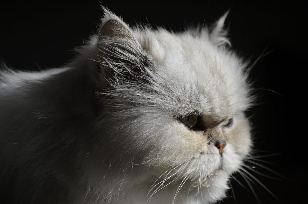 Ветбіцин для кішок та котів: інструкція.