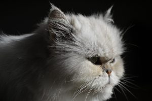 Ветбіцин для кішок та котів: інструкція.