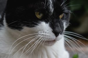 Короста у кішок / котів.