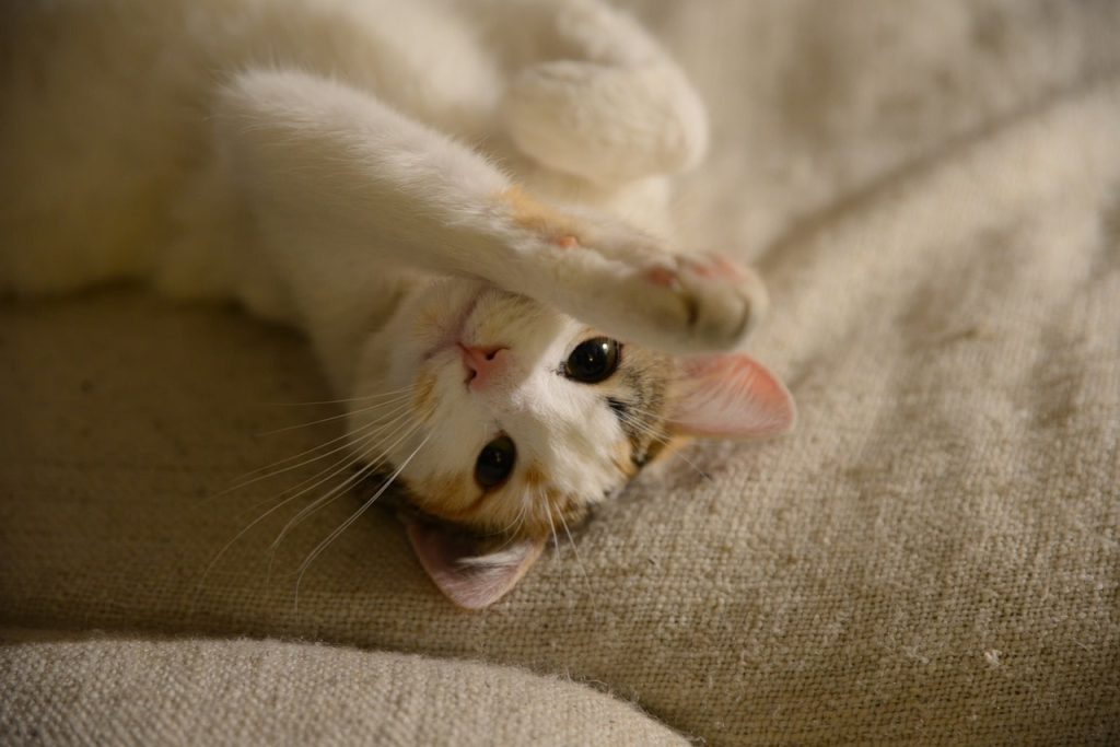 Стрес у кішки.