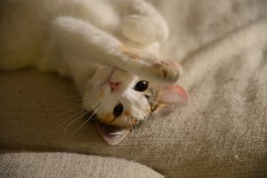 Стрес у кішки.