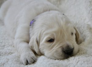 Як підготуватися до появи собаки в будинку?