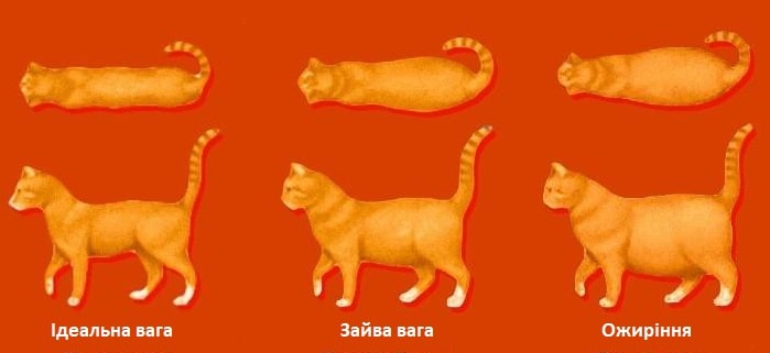 Як зрозуміти, що у кота проблема із вагою?