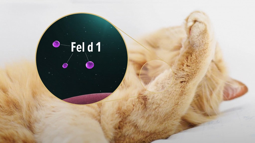 Білок Fel d1 викликає алергію в людей