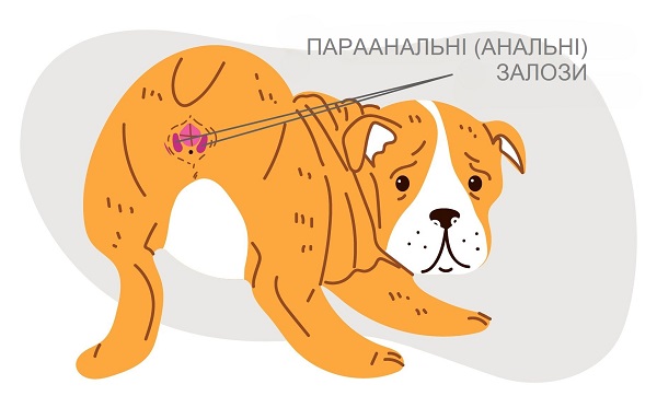 Параанальні (анальні) залози у собаки