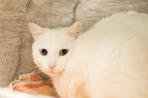 Перитоніт у кішок / котів.