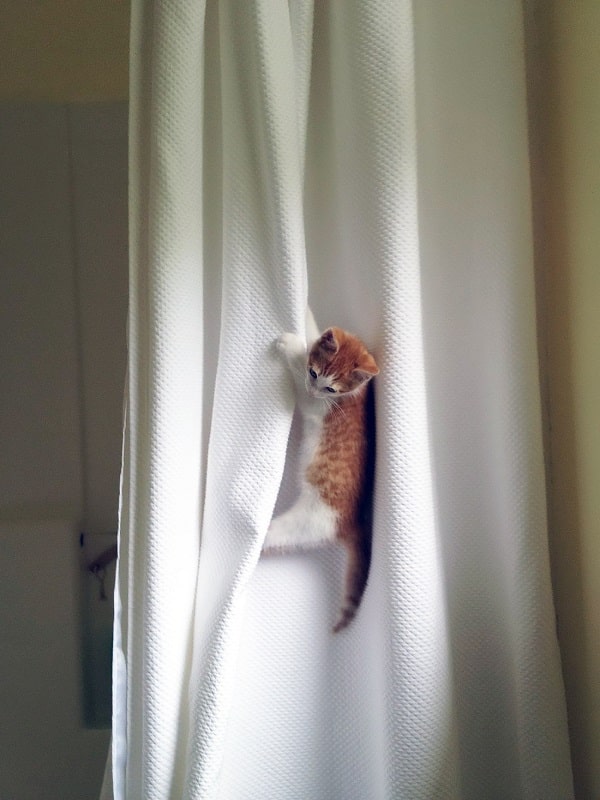 «Скелелазіння» на штори