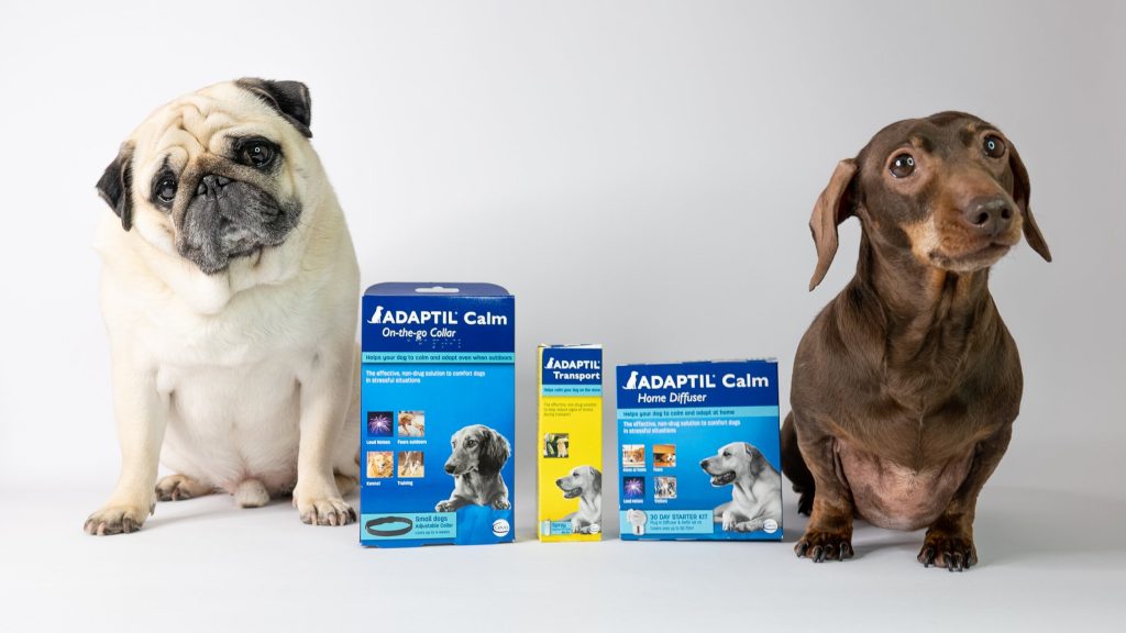 Детально про Адаптил для собак. Для чого вихованцеві потрібен коректор поведінки Adaptil?