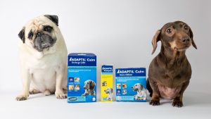 Детально про Адаптил для собак. Для чого вихованцеві потрібен коректор поведінки Adaptil?