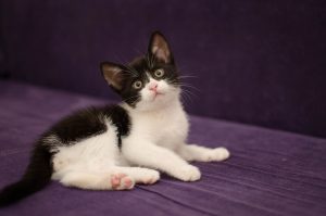 Коли краще забирати кошеня від кішки?