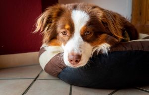 Як привчити собаку залишатися самому?