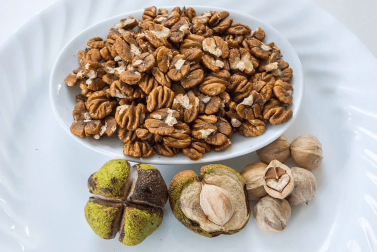 Чи можна давати собаці гікорський горіх