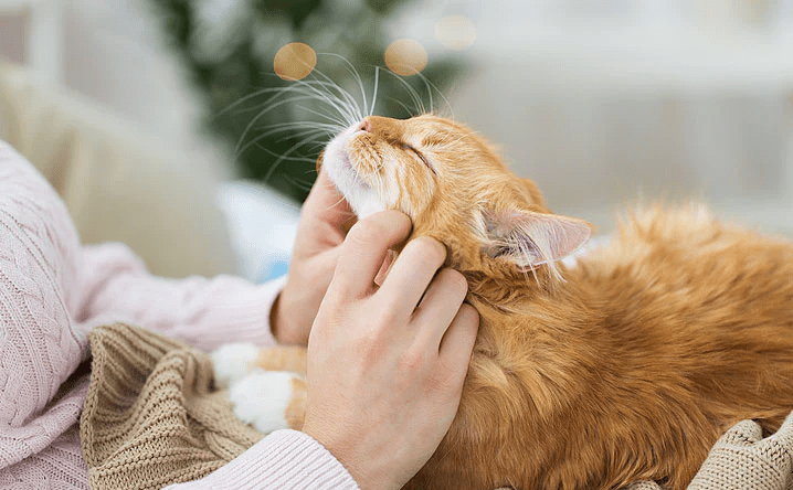 Як поводиться котик сам вдома?