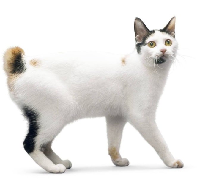 Японський бобтейл