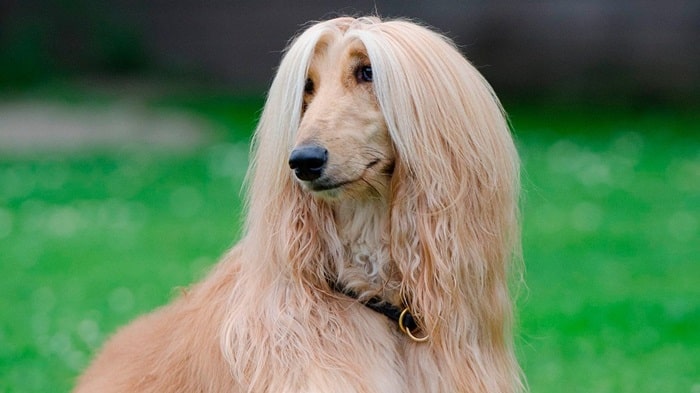 Афганський хорт