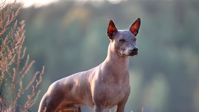 Американський голий тер'єр