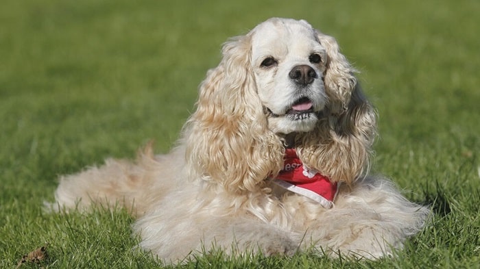 Американський кокер-спанієль