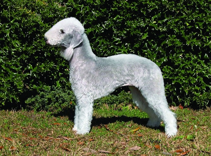 Бедлінгтон-тер'єр