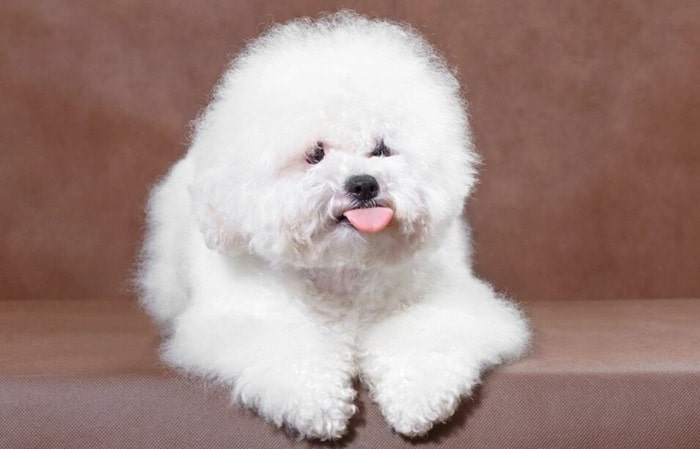 Бішон-фрізе