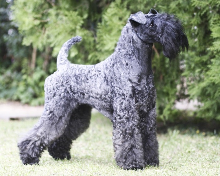 Керрі-блю-тер'єр